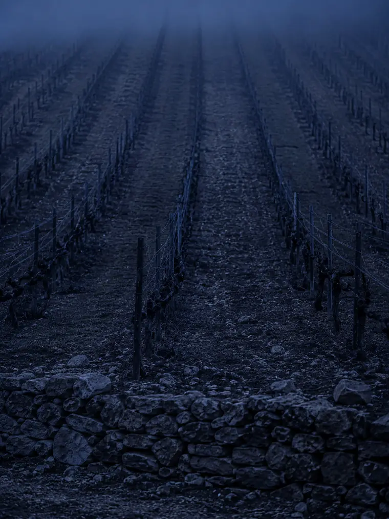 Rangs de vigne et restanque de pierre sèche sur les coteaux de Gassin, Var 83