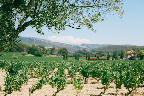 Vignes AOC Côtes de Provence à Ramatuelle au coucher du soleil, Var 83